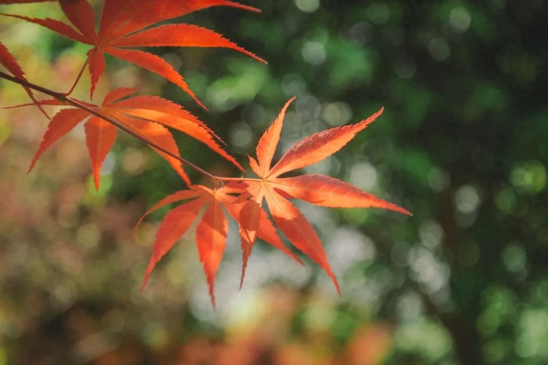 静心经典古诗有哪些（6首静心诗词）