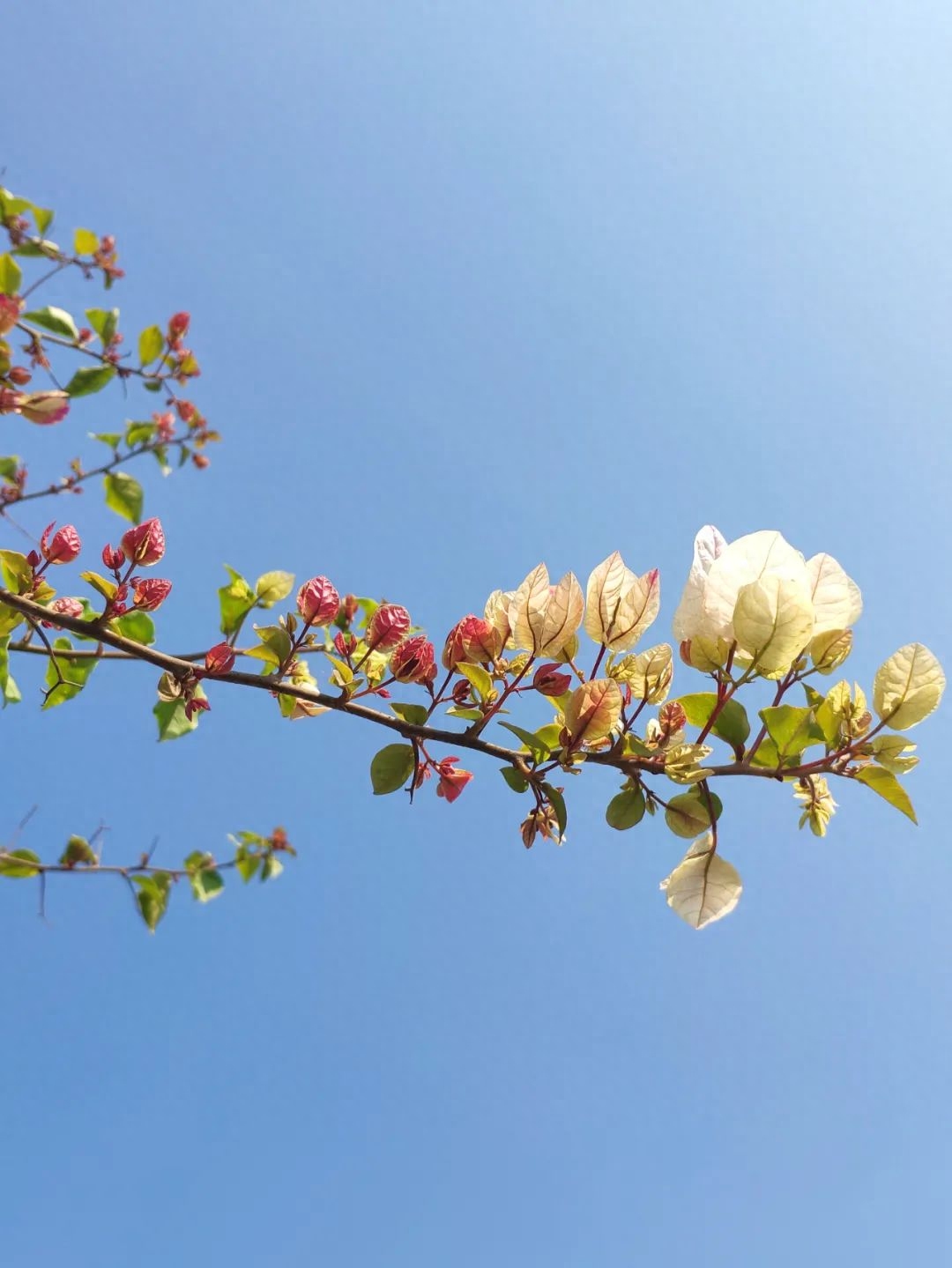 蝶恋花经典的优美诗句，10首经典《蝶恋花》