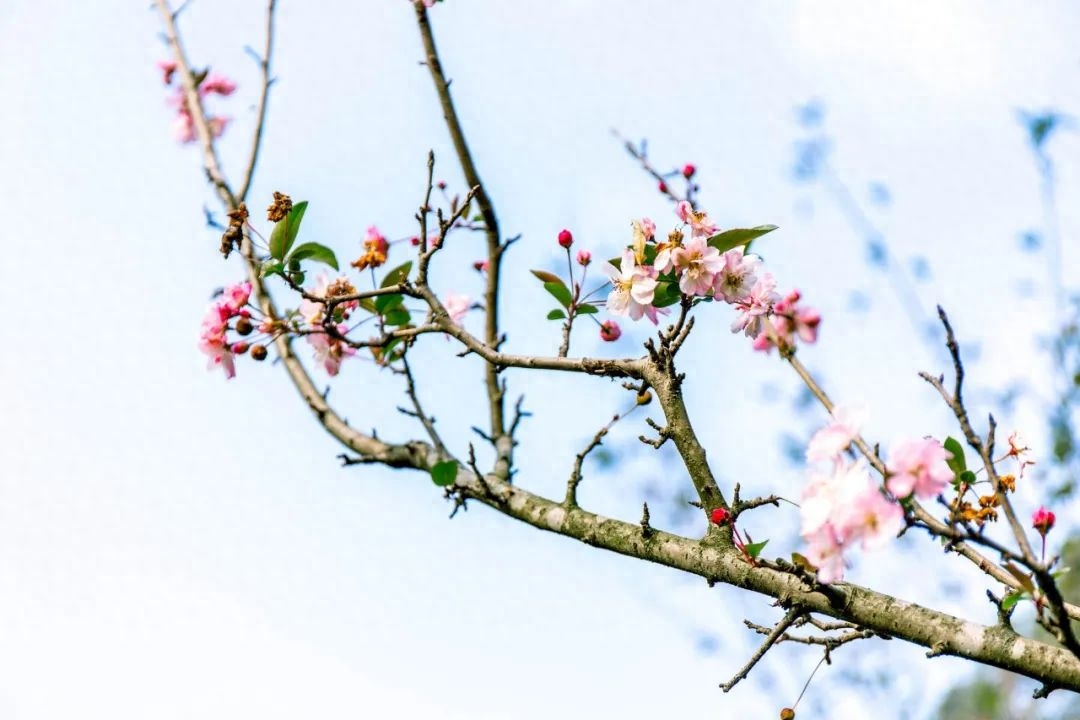 蝶恋花经典的优美诗句，10首经典《蝶恋花》