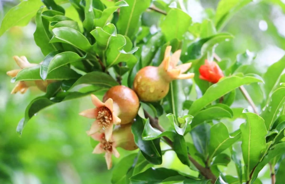 石榴花古诗词大全（8首石榴花诗词）