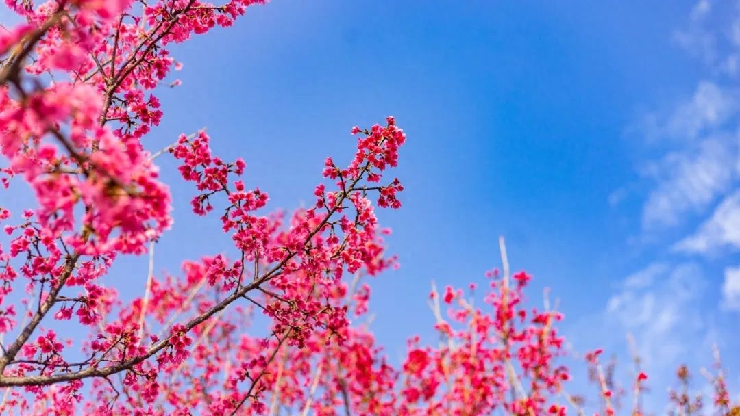 樱花经典古诗有哪些（9首樱花诗词）