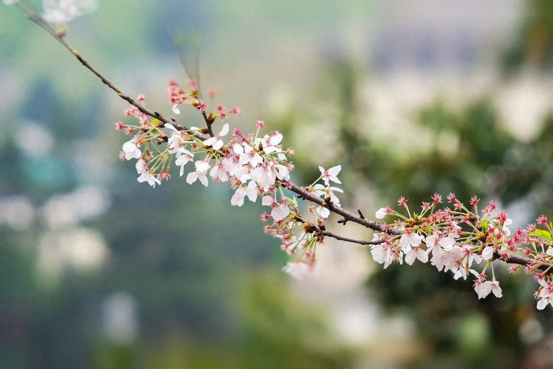 樱花经典古诗有哪些（9首樱花诗词）