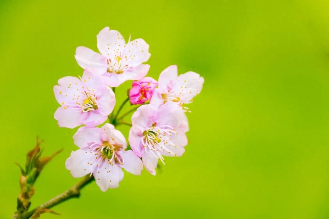 樱花经典古诗有哪些（9首樱花诗词）