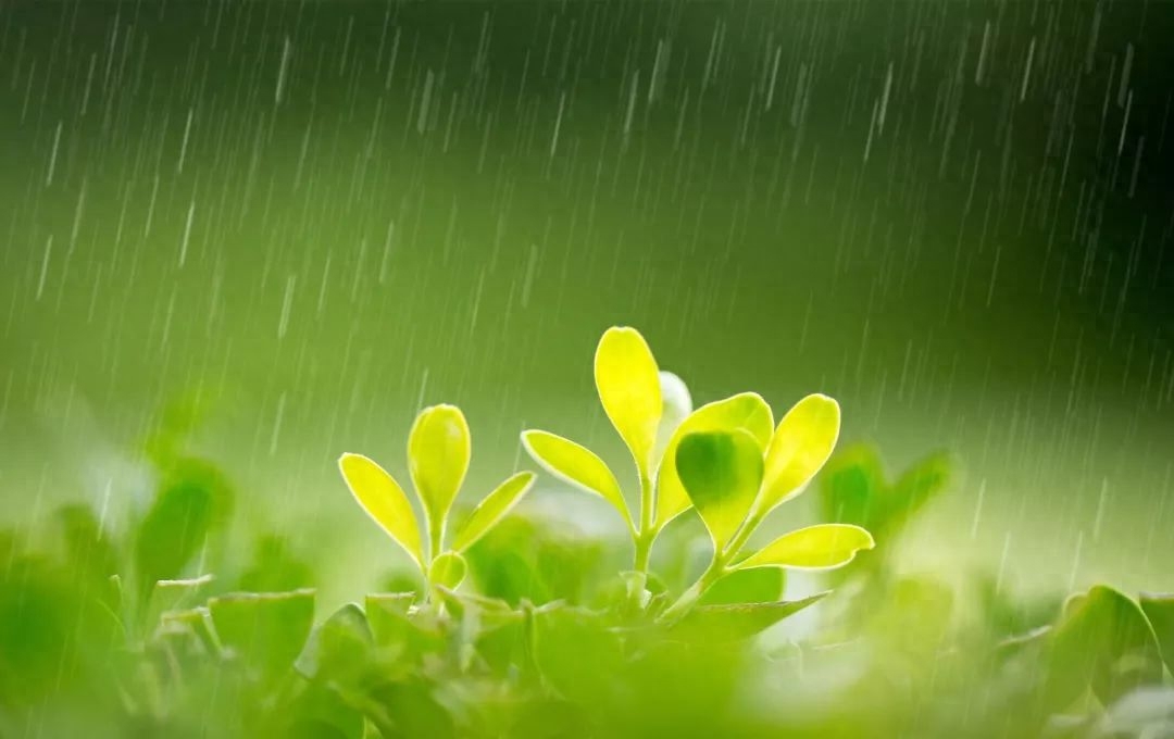 春雨诗词古句有哪些（20首春雨诗词）