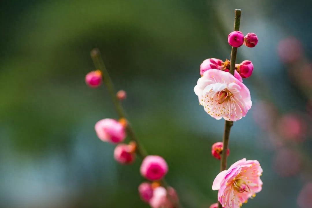 春日诗词古句大全（10首春日诗词）