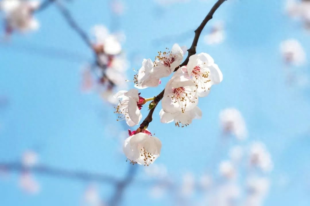 春日诗词古句大全（10首春日诗词）