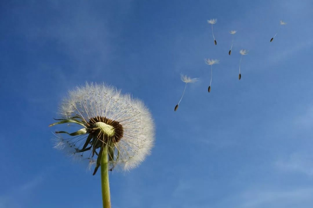 春节诗词古句摘抄（春节的20首静美诗词）