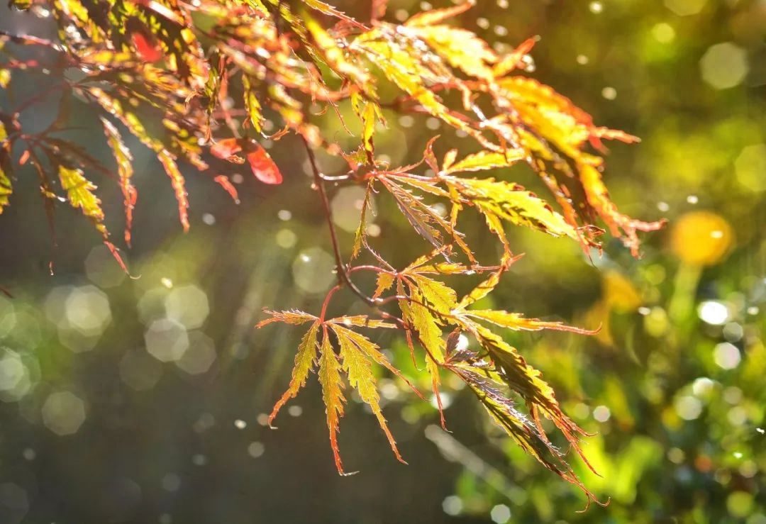 秋雨古诗句七言绝句（秋雨微凉35句诗词）