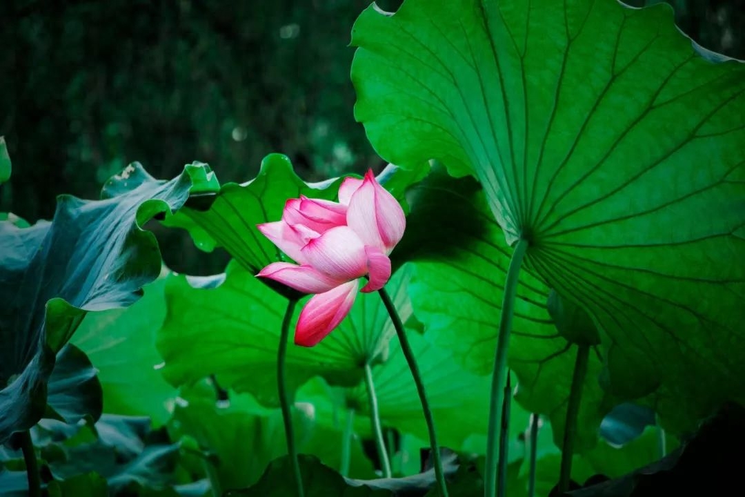 夏日诗词名句大全（100首夏日诗词）