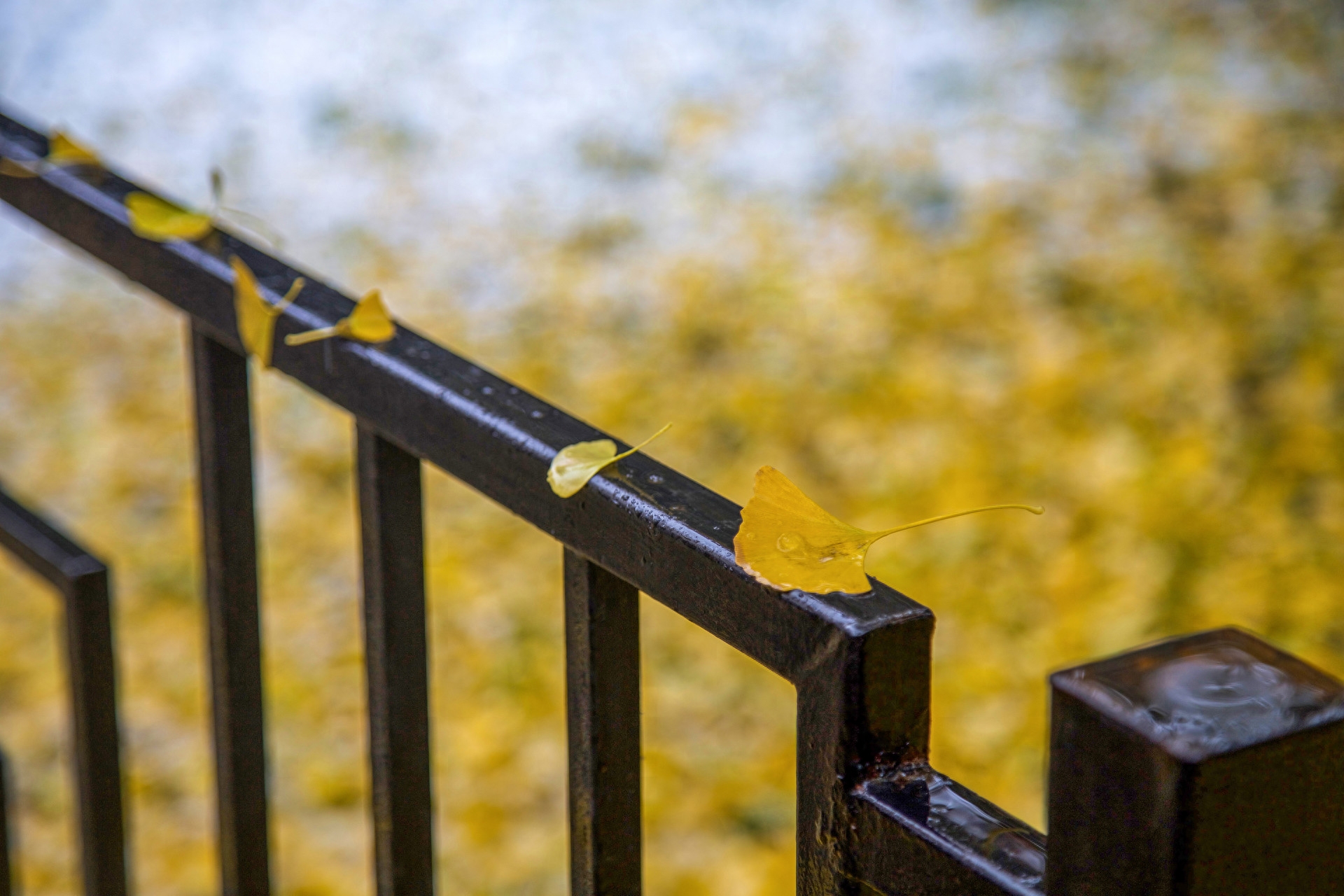 落雨诗词古句摘抄（八首落雨诗词）