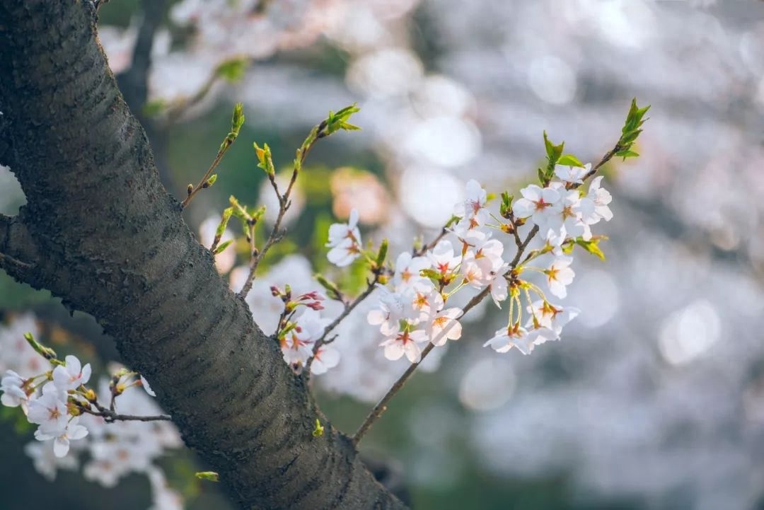 劝学诗词古句解释（9首劝学诗词）