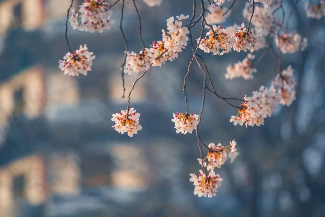 劝学诗词古句解释（9首劝学诗词）