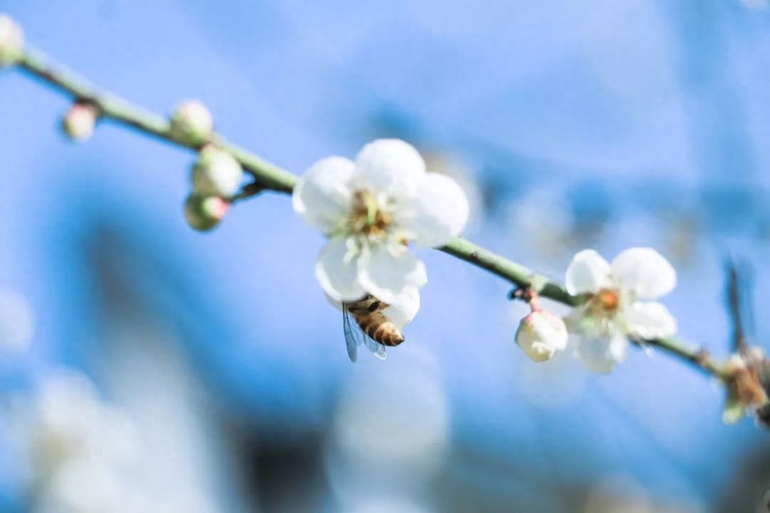 劝学诗词古句解释（9首劝学诗词）