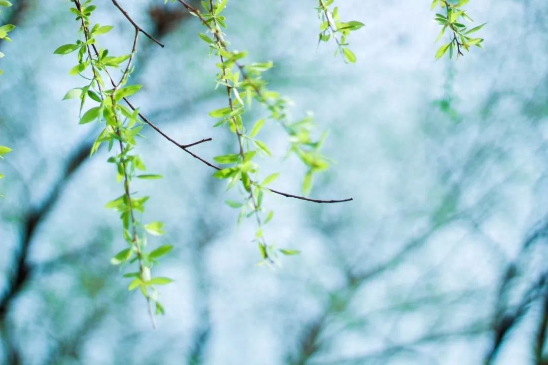 劝学诗词古句解释（9首劝学诗词）