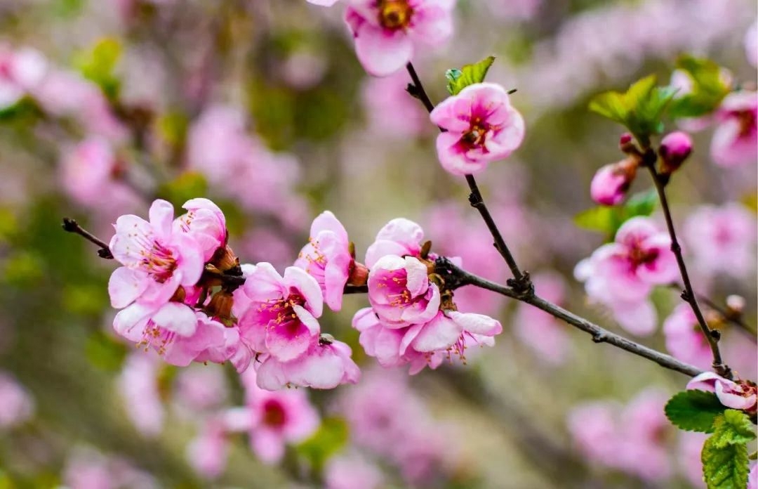 梅花经典诗词有哪些（10首梅花诗词）