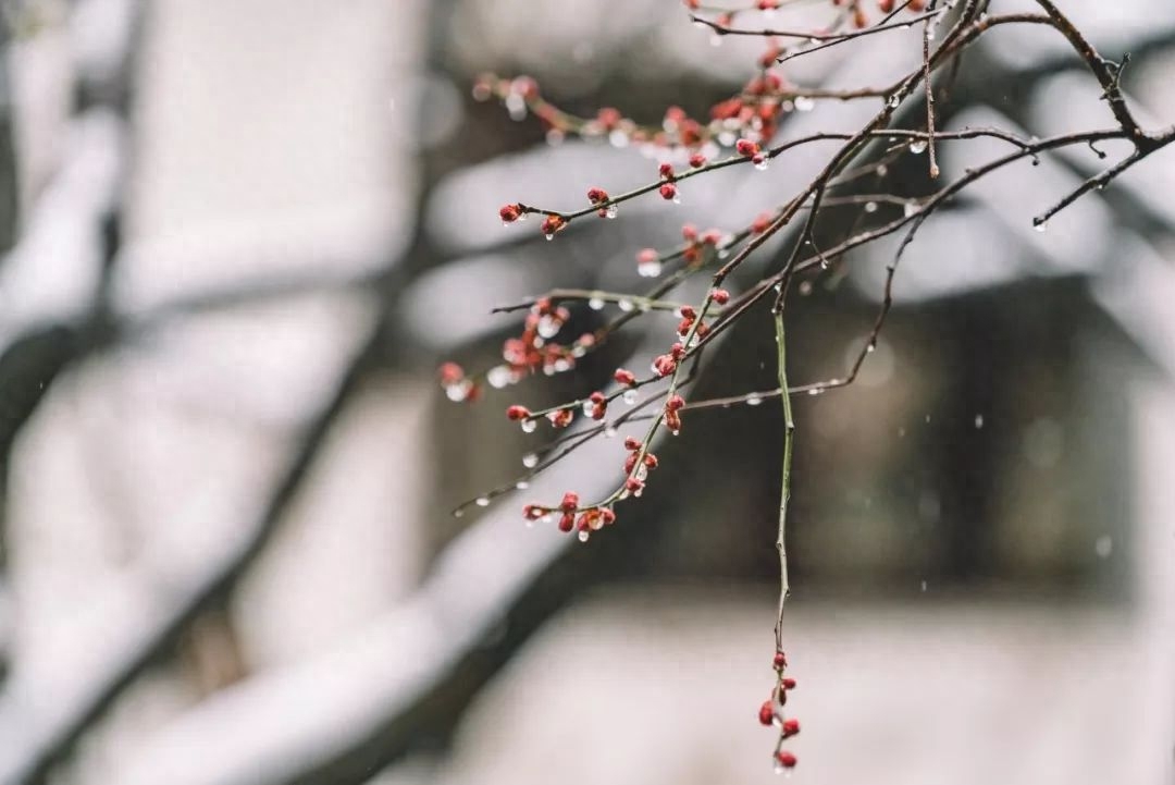 雪景诗词古句摘抄（十首雪景唯美诗词）