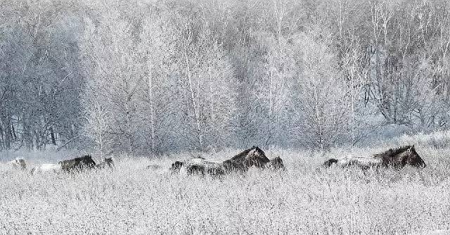 大雪经典诗词有哪些（雪景非常美的诗句）