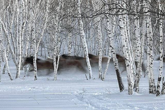 大雪经典诗词有哪些（雪景非常美的诗句）