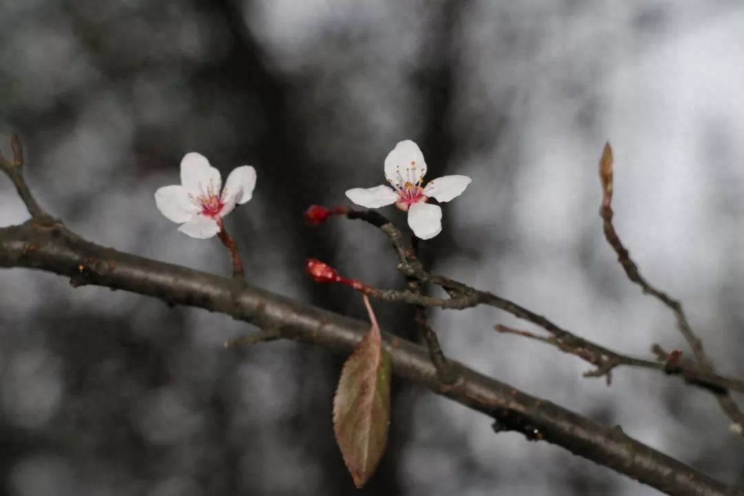 梅花经典诗词有哪些（精选十首梅花诗词）