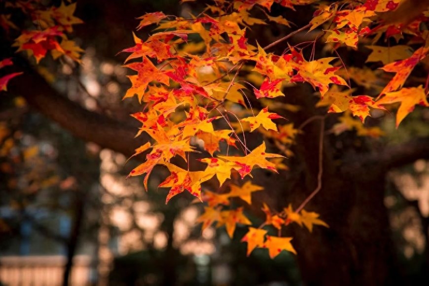 枫叶唯美诗词大全（十首枫叶诗词）