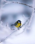 写雪唯美古诗有哪些（6首写雪的经典唐诗）