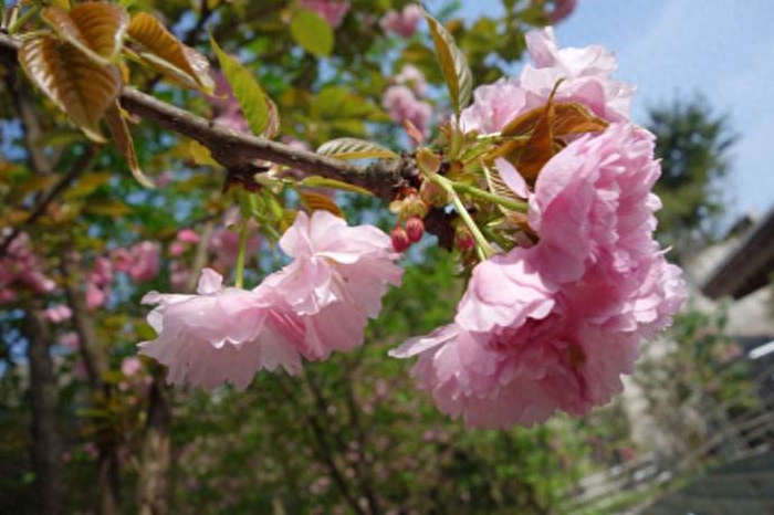 暮春诗词名句大全（风和日暖才三月，花落春归又一年）