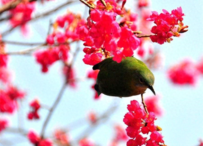 暮春诗词名句大全（风和日暖才三月，花落春归又一年）