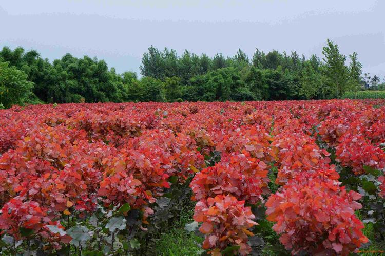 难忘的元旦节初中作文（《难忘的风景》）