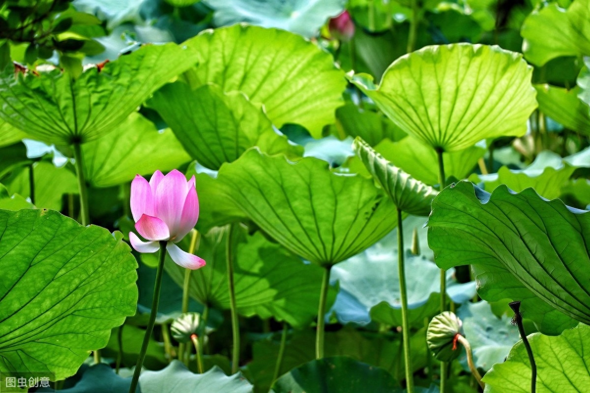 关于夏天的诗词十五首（夏天唯美古诗推荐）