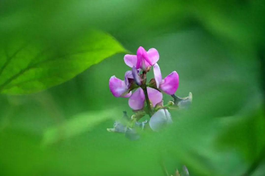 扁豆花唯美古诗大全（有关扁豆花的经典诗词）