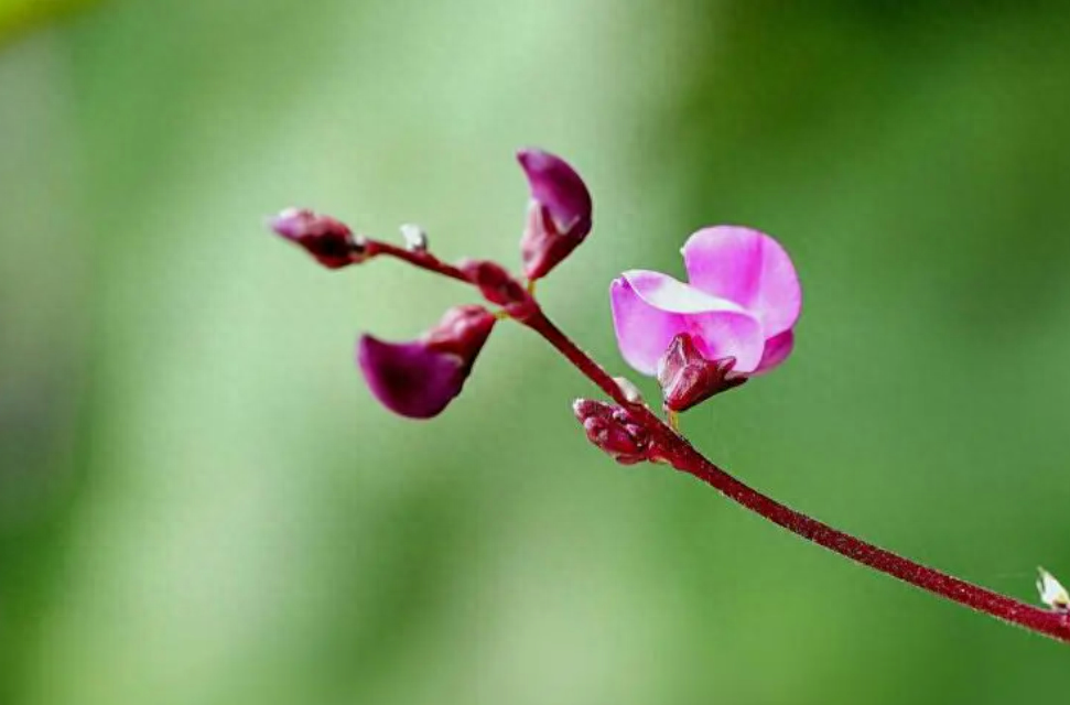 扁豆花唯美古诗大全（有关扁豆花的经典诗词）