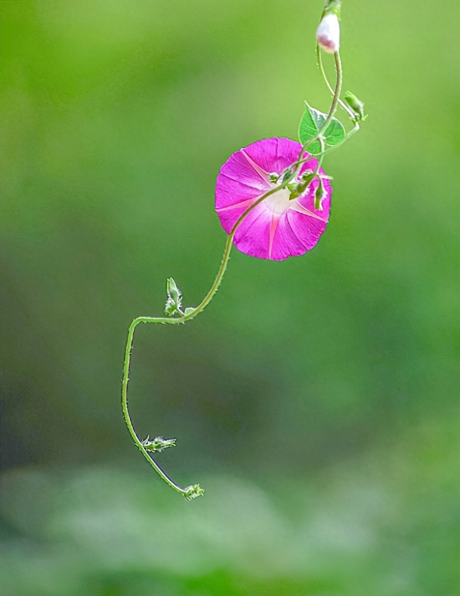 有关牵牛花的诗句（篱落牵牛又著花，摘花心在鬓先华）