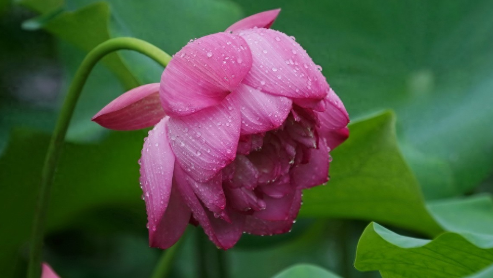 荷花唯美古诗大全（十首有关雨中荷的诗句）