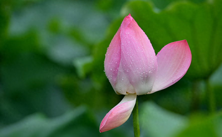 雨后唯美古诗大全（有关雨后的诗句）