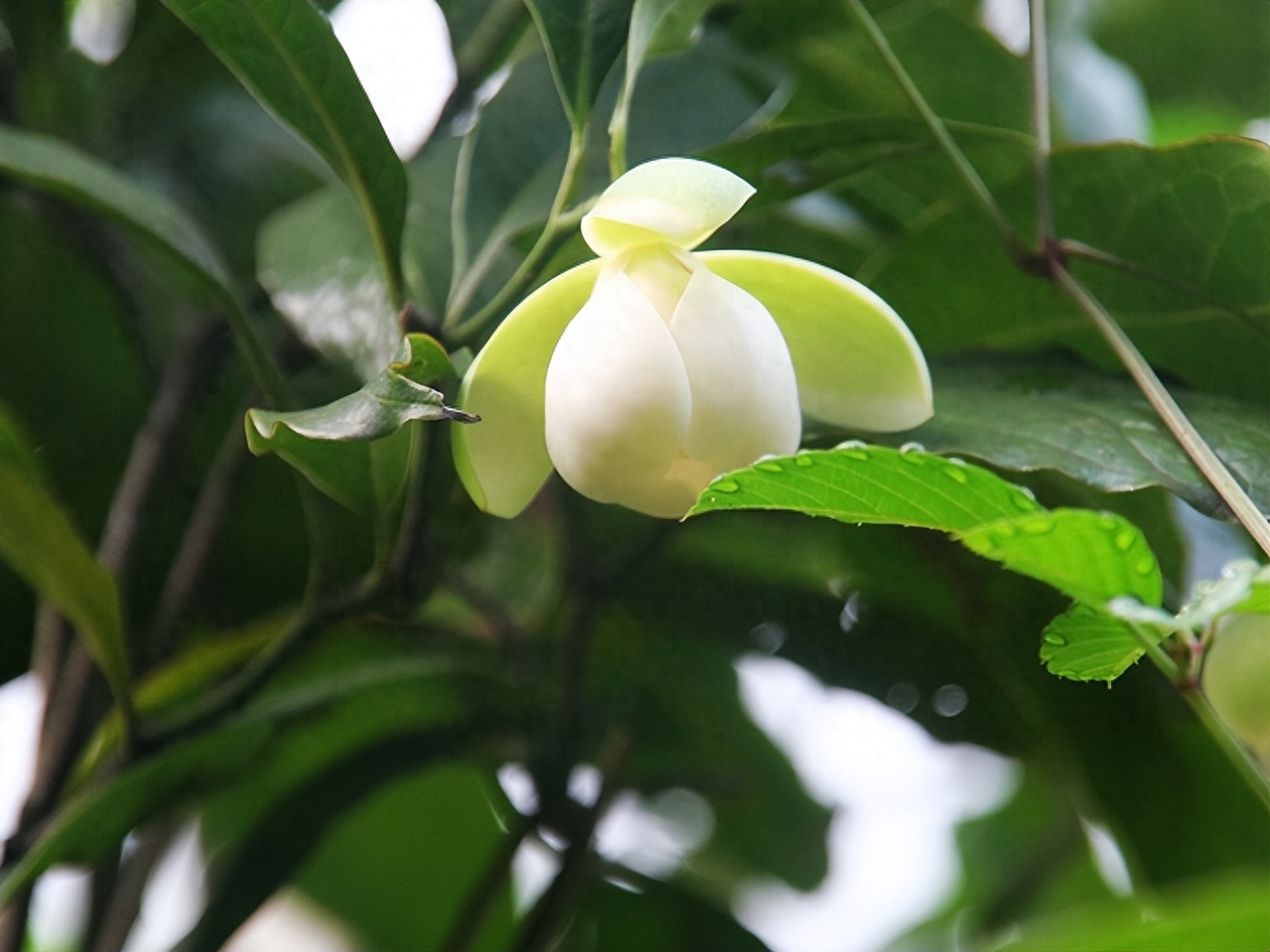 描写百合花的诗句大全（有关夜合花的诗句）