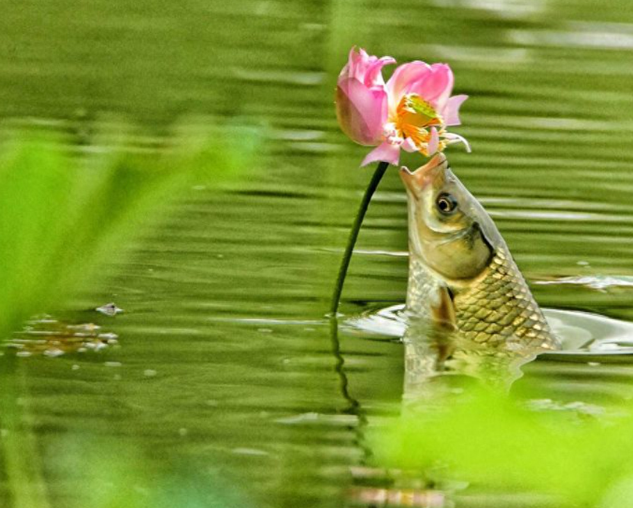 炎炎夏日，小池清凉（有关小池的经典诗句）