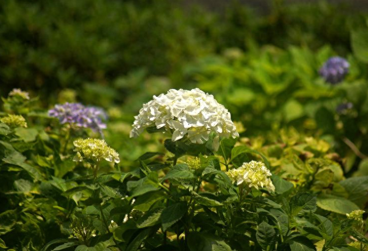 有关绣球花的诗词（花开成海，浪漫无尽）