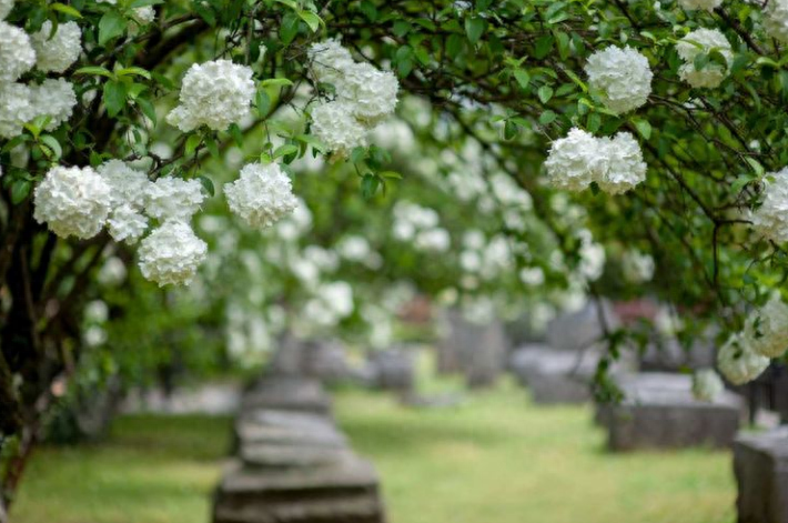 有关绣球花的诗词（花开成海，浪漫无尽）