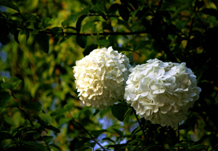 有关绣球花的诗词（花开成海，浪漫无尽）