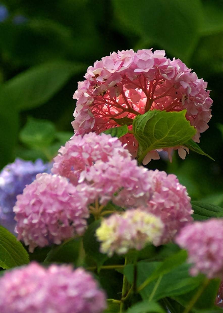 有关绣球花的诗词（花开成海，浪漫无尽）