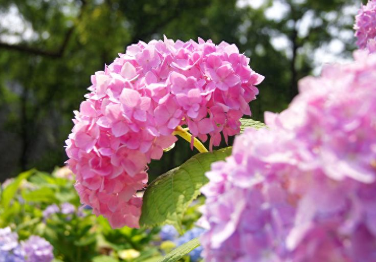 有关绣球花的诗词（花开成海，浪漫无尽）