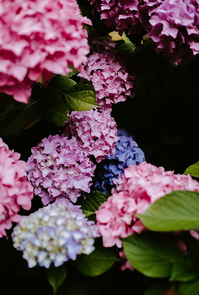 有关绣球花的诗词（花开成海，浪漫无尽）