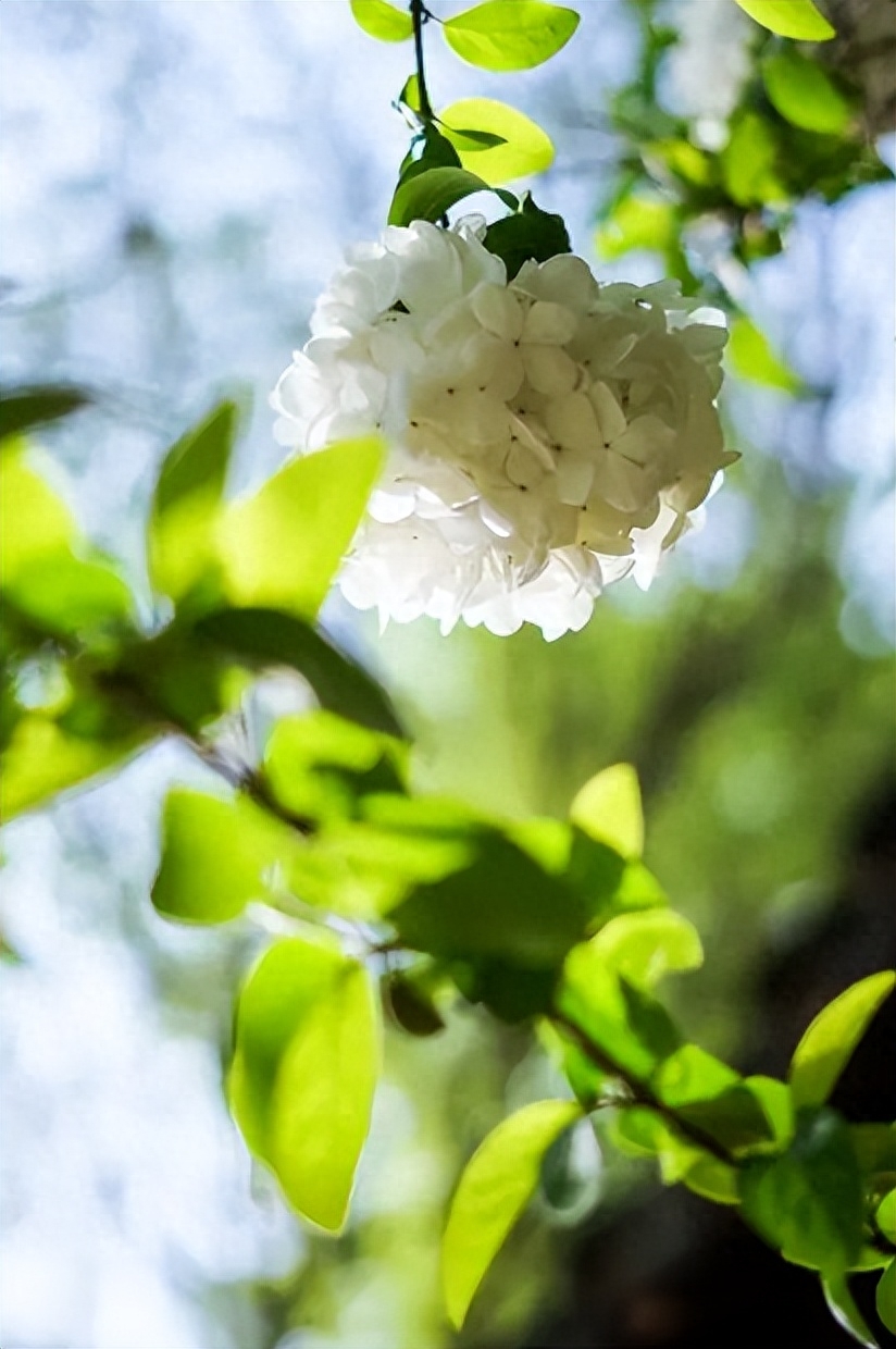 有关绣球花的诗词（花开成海，浪漫无尽）