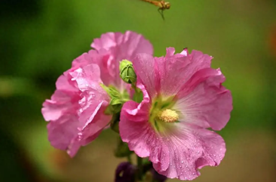 夏日诗词名句大全（12首有关夏日的诗词）