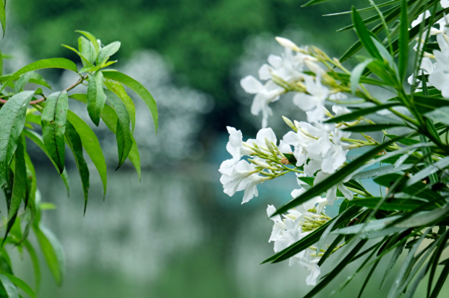 夹竹桃诗词名句有哪些（有关夹竹桃的诗句）