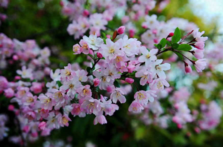 海棠花诗词名句大全（有关描写海棠花的诗句）