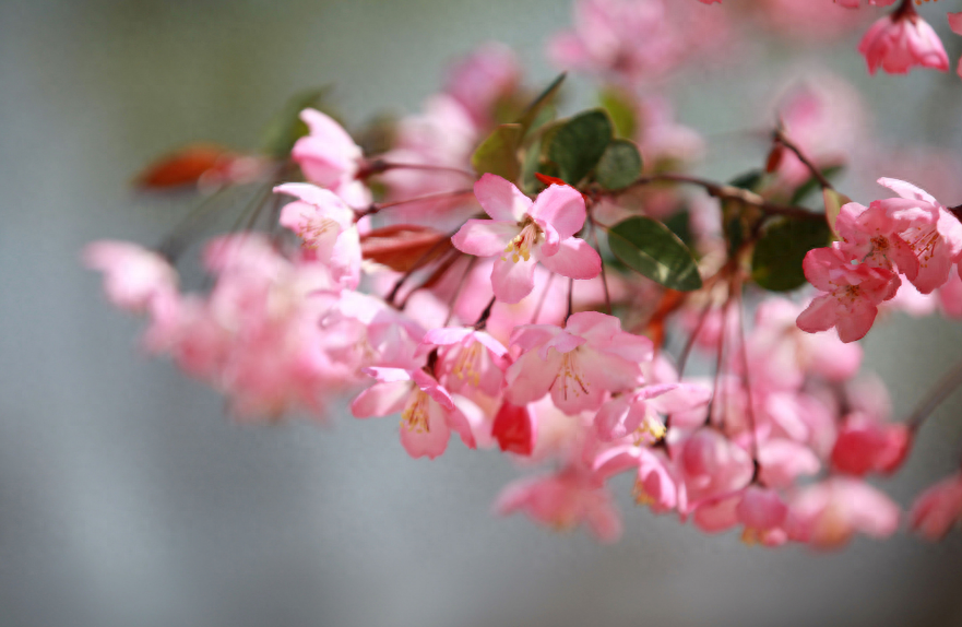 海棠花诗词名句大全（有关描写海棠花的诗句）