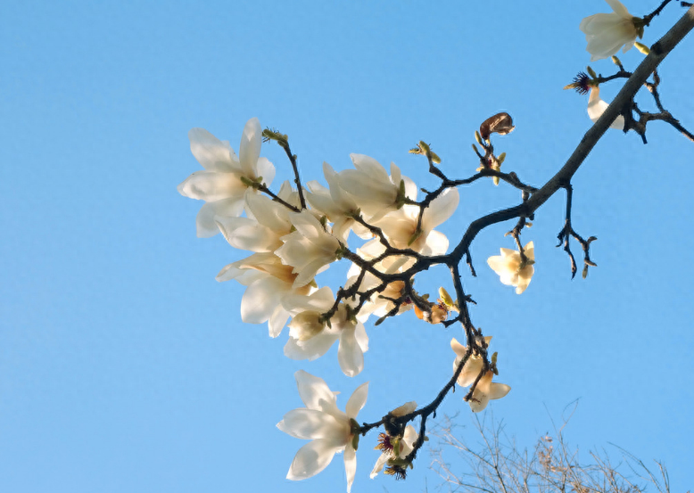 玉兰花诗词名句摘抄（关于玉兰花的古诗词）