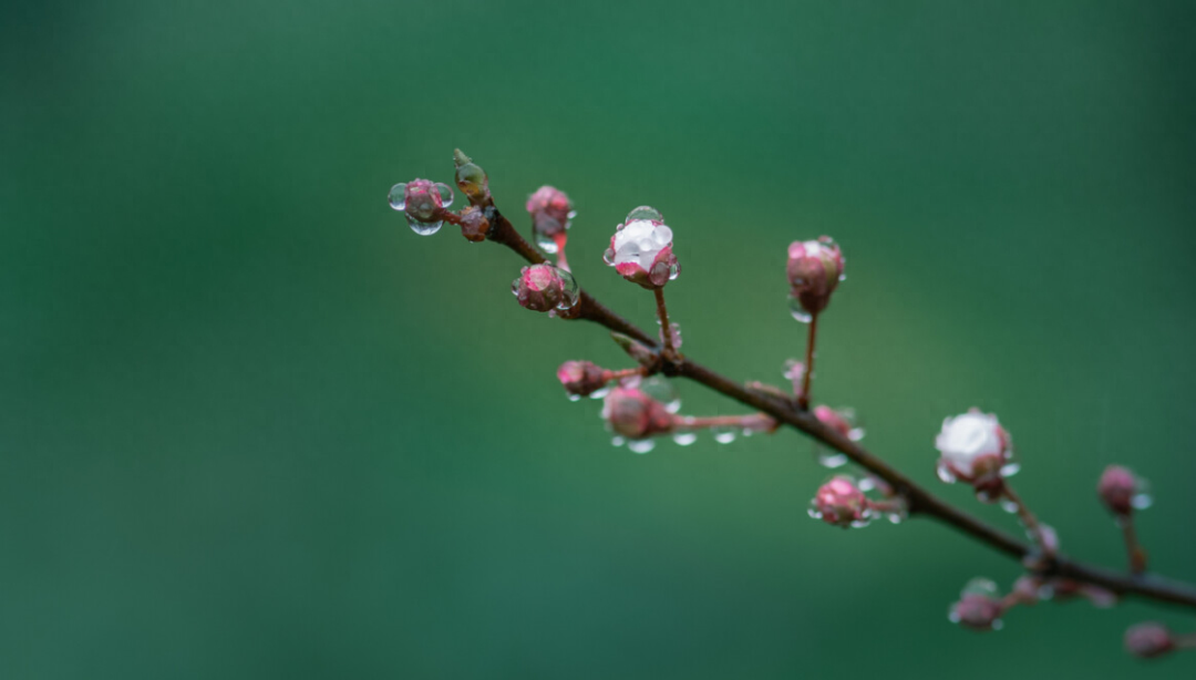 春雨诗词名句有哪些（12首春雨的诗词）