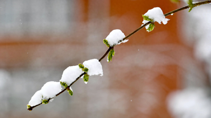 赞美春雪的诗词名句（有关春雪的诗词）